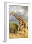 Reticulated Giraffe-Mary Ann McDonald-Framed Photographic Print