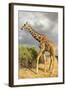 Reticulated Giraffe-Mary Ann McDonald-Framed Photographic Print