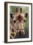 Reticulated Giraffe-null-Framed Photographic Print