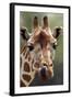 Reticulated Giraffe-null-Framed Photographic Print