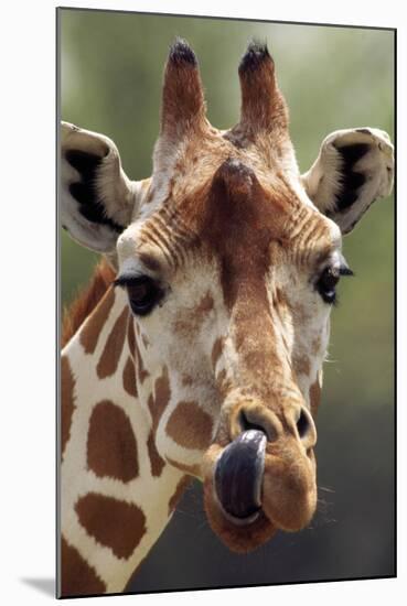 Reticulated Giraffe-null-Mounted Photographic Print