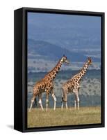Reticulated Giraffes; Mweiga, Solio, Kenya-Nigel Pavitt-Framed Stretched Canvas