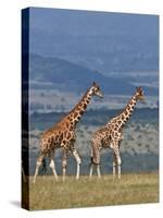 Reticulated Giraffes; Mweiga, Solio, Kenya-Nigel Pavitt-Stretched Canvas