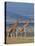 Reticulated Giraffes; Mweiga, Solio, Kenya-Nigel Pavitt-Stretched Canvas