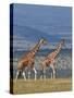 Reticulated Giraffes; Mweiga, Solio, Kenya-Nigel Pavitt-Stretched Canvas