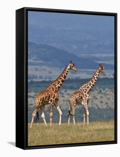 Reticulated Giraffes; Mweiga, Solio, Kenya-Nigel Pavitt-Framed Stretched Canvas