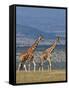 Reticulated Giraffes; Mweiga, Solio, Kenya-Nigel Pavitt-Framed Stretched Canvas