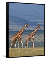 Reticulated Giraffes; Mweiga, Solio, Kenya-Nigel Pavitt-Framed Stretched Canvas