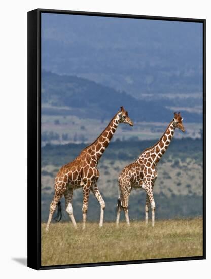 Reticulated Giraffes; Mweiga, Solio, Kenya-Nigel Pavitt-Framed Stretched Canvas