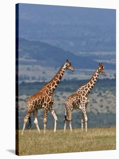 Reticulated Giraffes; Mweiga, Solio, Kenya-Nigel Pavitt-Stretched Canvas