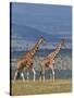 Reticulated Giraffes; Mweiga, Solio, Kenya-Nigel Pavitt-Stretched Canvas