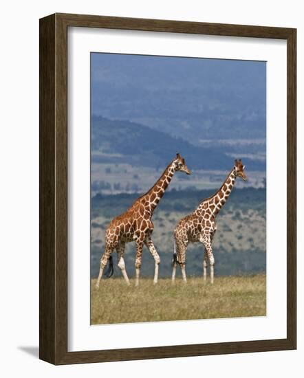 Reticulated Giraffes; Mweiga, Solio, Kenya-Nigel Pavitt-Framed Photographic Print