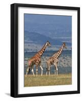 Reticulated Giraffes; Mweiga, Solio, Kenya-Nigel Pavitt-Framed Photographic Print