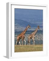 Reticulated Giraffes; Mweiga, Solio, Kenya-Nigel Pavitt-Framed Photographic Print