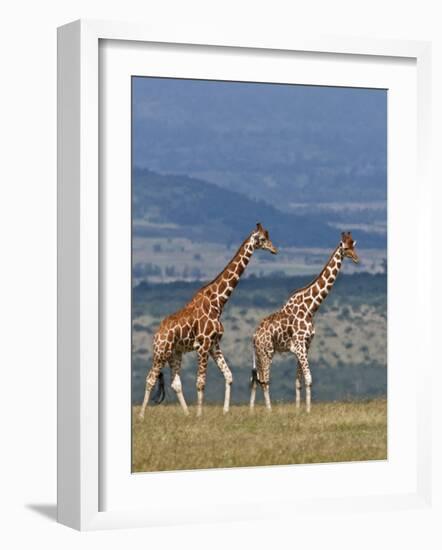 Reticulated Giraffes; Mweiga, Solio, Kenya-Nigel Pavitt-Framed Photographic Print