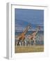 Reticulated Giraffes; Mweiga, Solio, Kenya-Nigel Pavitt-Framed Photographic Print