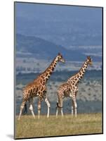 Reticulated Giraffes; Mweiga, Solio, Kenya-Nigel Pavitt-Mounted Photographic Print