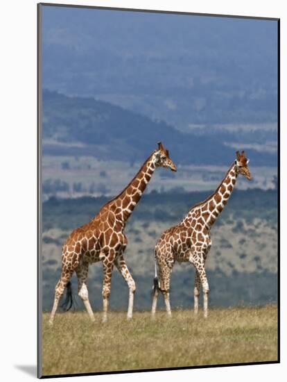 Reticulated Giraffes; Mweiga, Solio, Kenya-Nigel Pavitt-Mounted Photographic Print