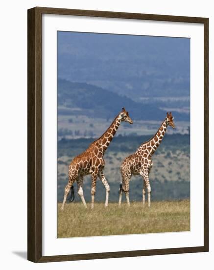 Reticulated Giraffes; Mweiga, Solio, Kenya-Nigel Pavitt-Framed Photographic Print