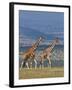 Reticulated Giraffes; Mweiga, Solio, Kenya-Nigel Pavitt-Framed Photographic Print