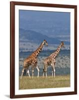 Reticulated Giraffes; Mweiga, Solio, Kenya-Nigel Pavitt-Framed Photographic Print