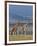 Reticulated Giraffes; Mweiga, Solio, Kenya-Nigel Pavitt-Framed Photographic Print