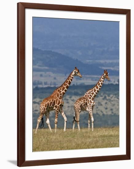 Reticulated Giraffes; Mweiga, Solio, Kenya-Nigel Pavitt-Framed Photographic Print