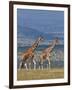 Reticulated Giraffes; Mweiga, Solio, Kenya-Nigel Pavitt-Framed Photographic Print