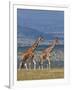 Reticulated Giraffes; Mweiga, Solio, Kenya-Nigel Pavitt-Framed Photographic Print