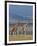 Reticulated Giraffes; Mweiga, Solio, Kenya-Nigel Pavitt-Framed Photographic Print