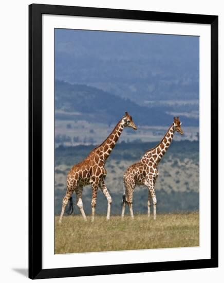 Reticulated Giraffes; Mweiga, Solio, Kenya-Nigel Pavitt-Framed Photographic Print