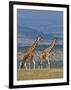 Reticulated Giraffes; Mweiga, Solio, Kenya-Nigel Pavitt-Framed Photographic Print