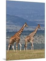 Reticulated Giraffes; Mweiga, Solio, Kenya-Nigel Pavitt-Mounted Photographic Print