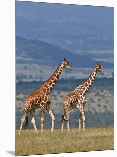 Reticulated Giraffes; Mweiga, Solio, Kenya-Nigel Pavitt-Mounted Photographic Print