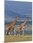 Reticulated Giraffes; Mweiga, Solio, Kenya-Nigel Pavitt-Mounted Photographic Print