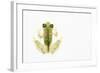 Reticulated Glass Frog (Hyalinobatrachium Valerioi) Captive-Edwin Giesbers-Framed Photographic Print