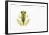 Reticulated Glass Frog (Hyalinobatrachium Valerioi) Captive-Edwin Giesbers-Framed Photographic Print