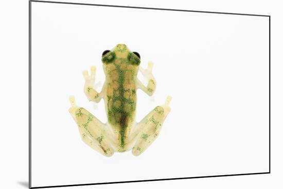 Reticulated Glass Frog (Hyalinobatrachium Valerioi) Captive-Edwin Giesbers-Mounted Photographic Print