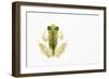 Reticulated Glass Frog (Hyalinobatrachium Valerioi) Captive-Edwin Giesbers-Framed Photographic Print