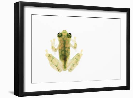 Reticulated Glass Frog (Hyalinobatrachium Valerioi) Captive-Edwin Giesbers-Framed Photographic Print