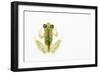 Reticulated Glass Frog (Hyalinobatrachium Valerioi) Captive-Edwin Giesbers-Framed Photographic Print