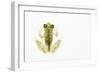 Reticulated Glass Frog (Hyalinobatrachium Valerioi) Captive-Edwin Giesbers-Framed Photographic Print