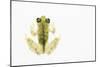 Reticulated Glass Frog (Hyalinobatrachium Valerioi) Captive-Edwin Giesbers-Mounted Photographic Print