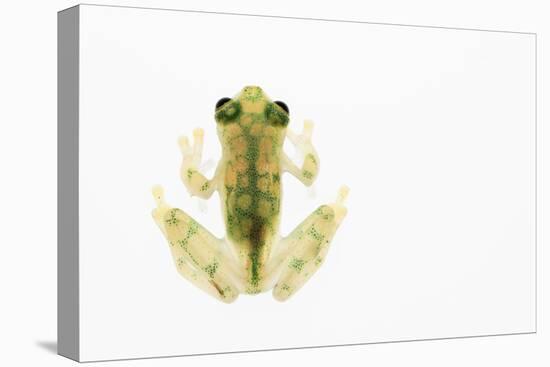 Reticulated Glass Frog (Hyalinobatrachium Valerioi) Captive-Edwin Giesbers-Stretched Canvas