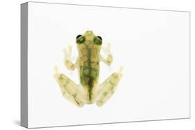 Reticulated Glass Frog (Hyalinobatrachium Valerioi) Captive-Edwin Giesbers-Stretched Canvas