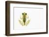 Reticulated Glass Frog (Hyalinobatrachium Valerioi) Captive-Edwin Giesbers-Framed Photographic Print