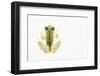 Reticulated Glass Frog (Hyalinobatrachium Valerioi) Captive-Edwin Giesbers-Framed Photographic Print