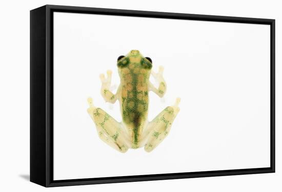 Reticulated Glass Frog (Hyalinobatrachium Valerioi) Captive-Edwin Giesbers-Framed Stretched Canvas