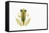 Reticulated Glass Frog (Hyalinobatrachium Valerioi) Captive-Edwin Giesbers-Framed Stretched Canvas