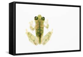 Reticulated Glass Frog (Hyalinobatrachium Valerioi) Captive-Edwin Giesbers-Framed Stretched Canvas